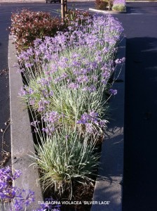 Tulbaghia violacea 'Silver Lace' 1